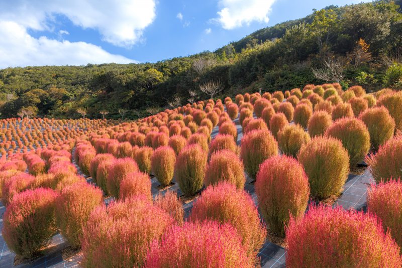 志摩市観光農園の写真「一面の真っ赤なコキア」