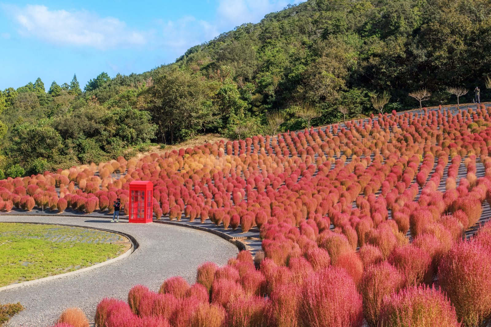 真っ赤なコキアが広がる園内