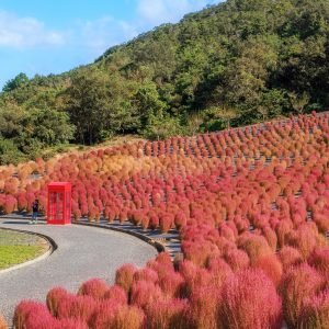 真っ赤なコキアが広がる園内