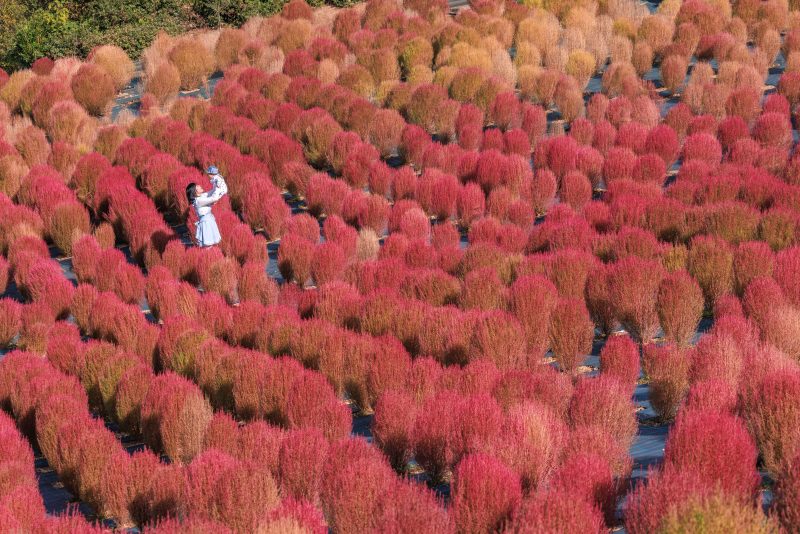 志摩市観光農園の写真「真っ赤なコキアの中で赤ちゃんを抱っこする人」