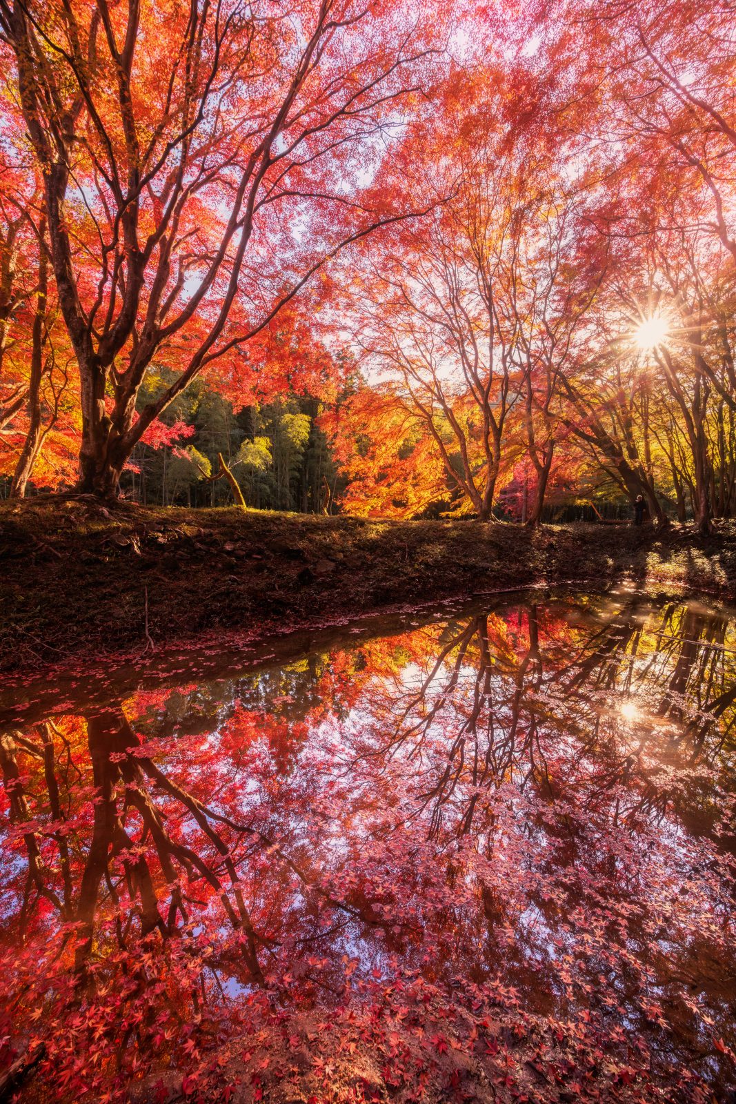 長徳寺の写真「紅葉の水面鏡」