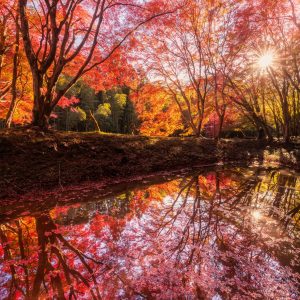 紅葉の水面鏡