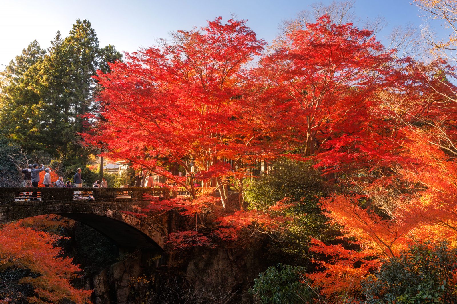 河内渓谷の写真「西陽が差して真っ赤になる紅葉」