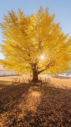 運気が上がる待ち受け 朝日がピカーンと差し込む大銀杏。AndroidとiPhoneに対応した4K高画質の無料スマホ壁紙。三重県南伊勢町の旧穂原小学校の大イチョウで撮影したフリー写真素材