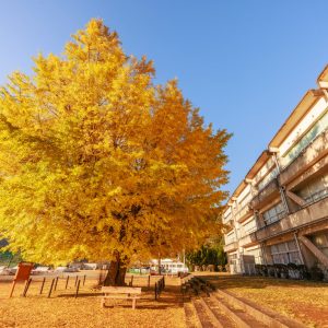 朝日が当たる大銀杏