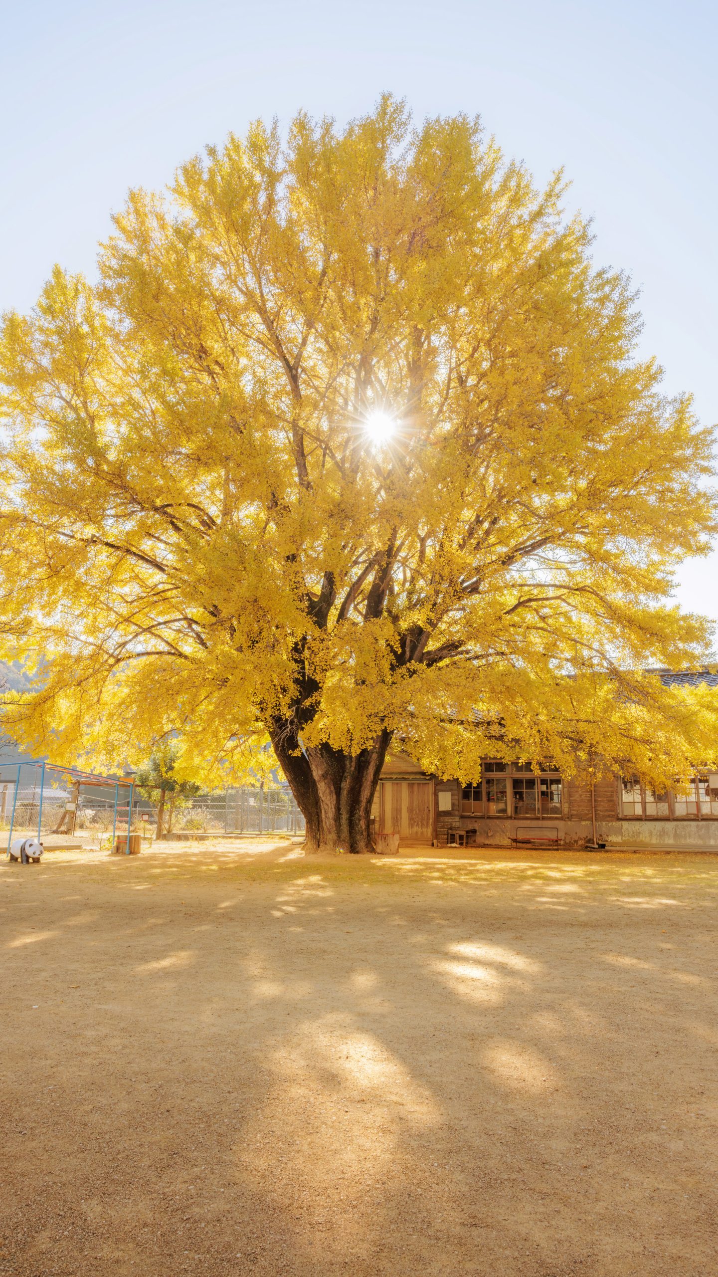 無料スマホ壁紙 朝日が差し込む大銀杏。AndroidとiPhoneに対応した4K高画質の無料待ち受け画像。三重県南伊勢町の河内の大イチョウで撮影したフリー写真素材