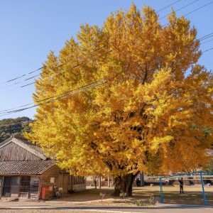 河内の大イチョウの写真「大銀杏を眺める人」