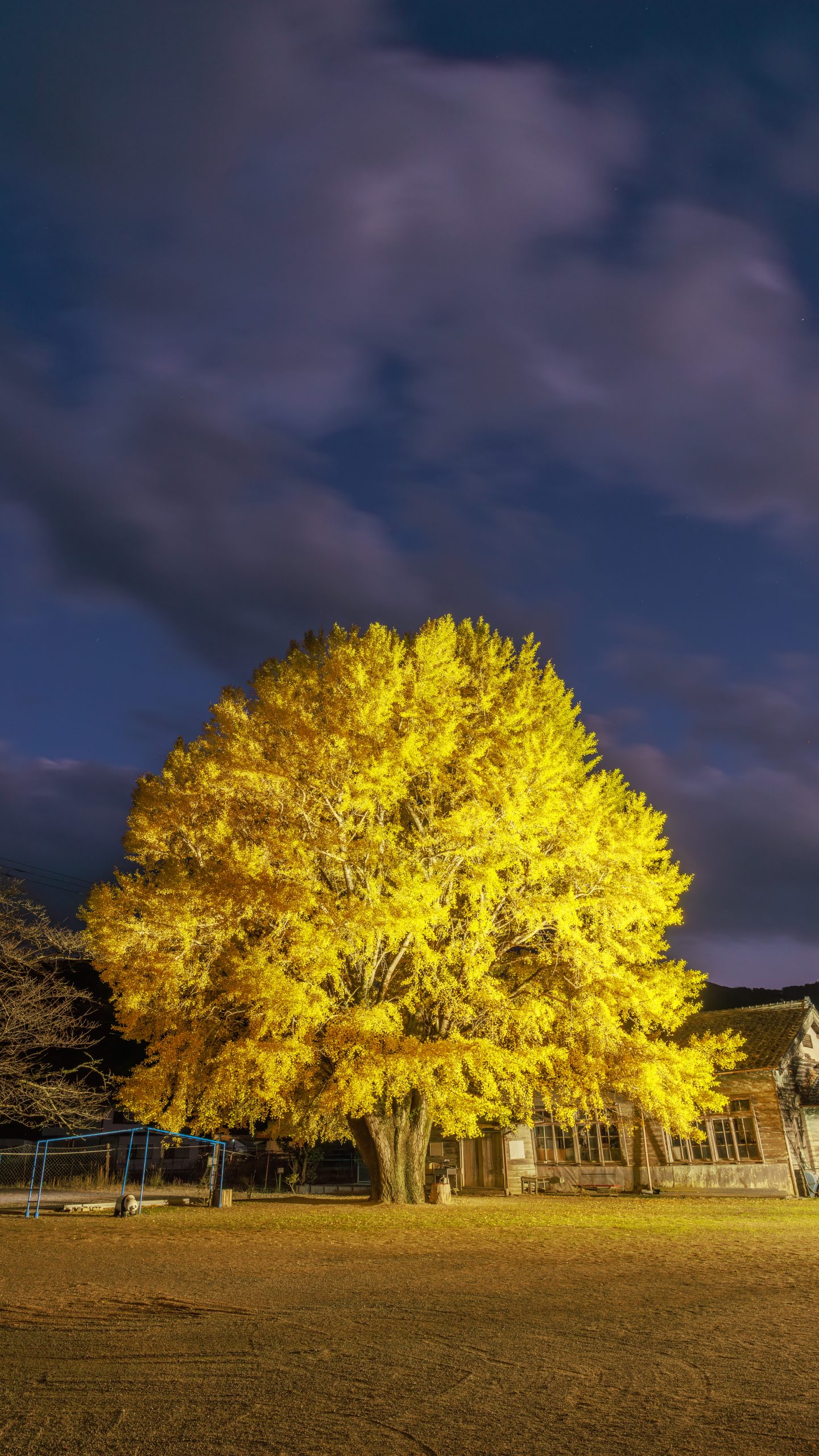 無料スマホ壁紙 夜空と大銀杏のライトアップ。AndroidとiPhoneに対応した4K高画質の無料待ち受け画像。三重県南伊勢町の河内の大イチョウで撮影したフリー写真素材