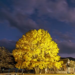 河内の大イチョウの写真「夜空と大銀杏のライトアップ」