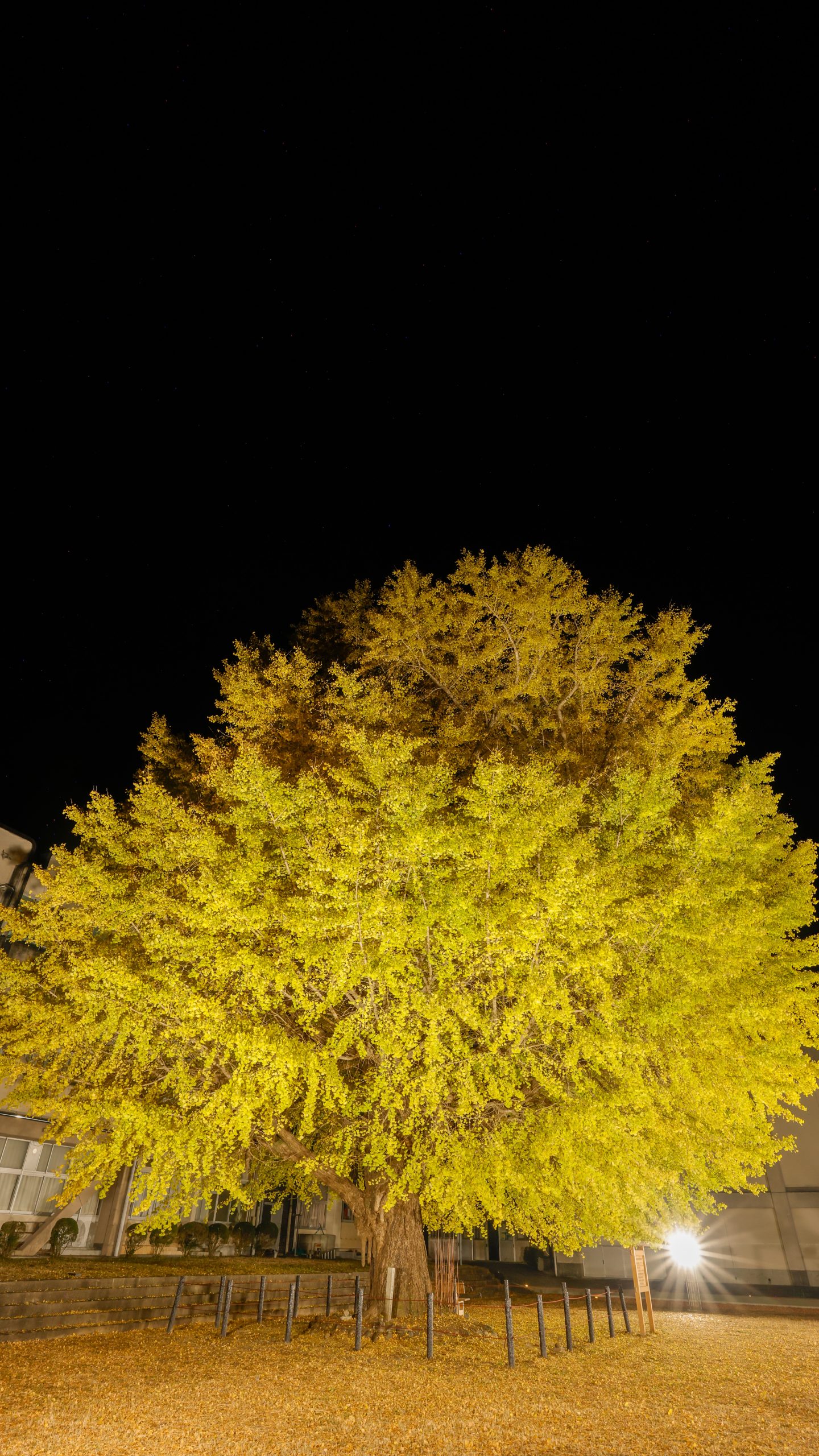 無料スマホ壁紙 真っ暗な空と大銀杏のライトアップ。AndroidとiPhoneに対応した4K高画質の無料待ち受け画像。三重県南伊勢町の旧穂原小学校の大イチョウで撮影したフリー写真素材