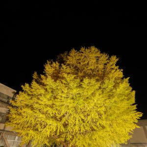 旧穂原小学校の大イチョウの写真「真っ暗な空と大銀杏のライトアップ」