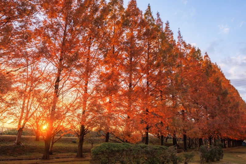 石垣池公園の写真「夕陽と紅葉するメタセコイア並木」