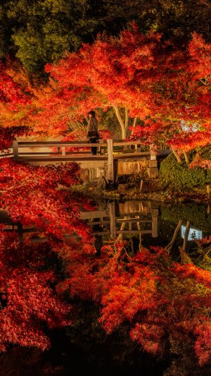 鏡池の紅葉ライトアップ（2024年版）