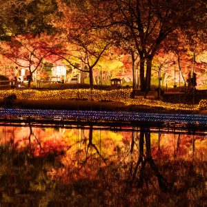 鏡池の紅葉が水面に映る光景