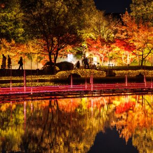 光の大河の水面に映る紅葉