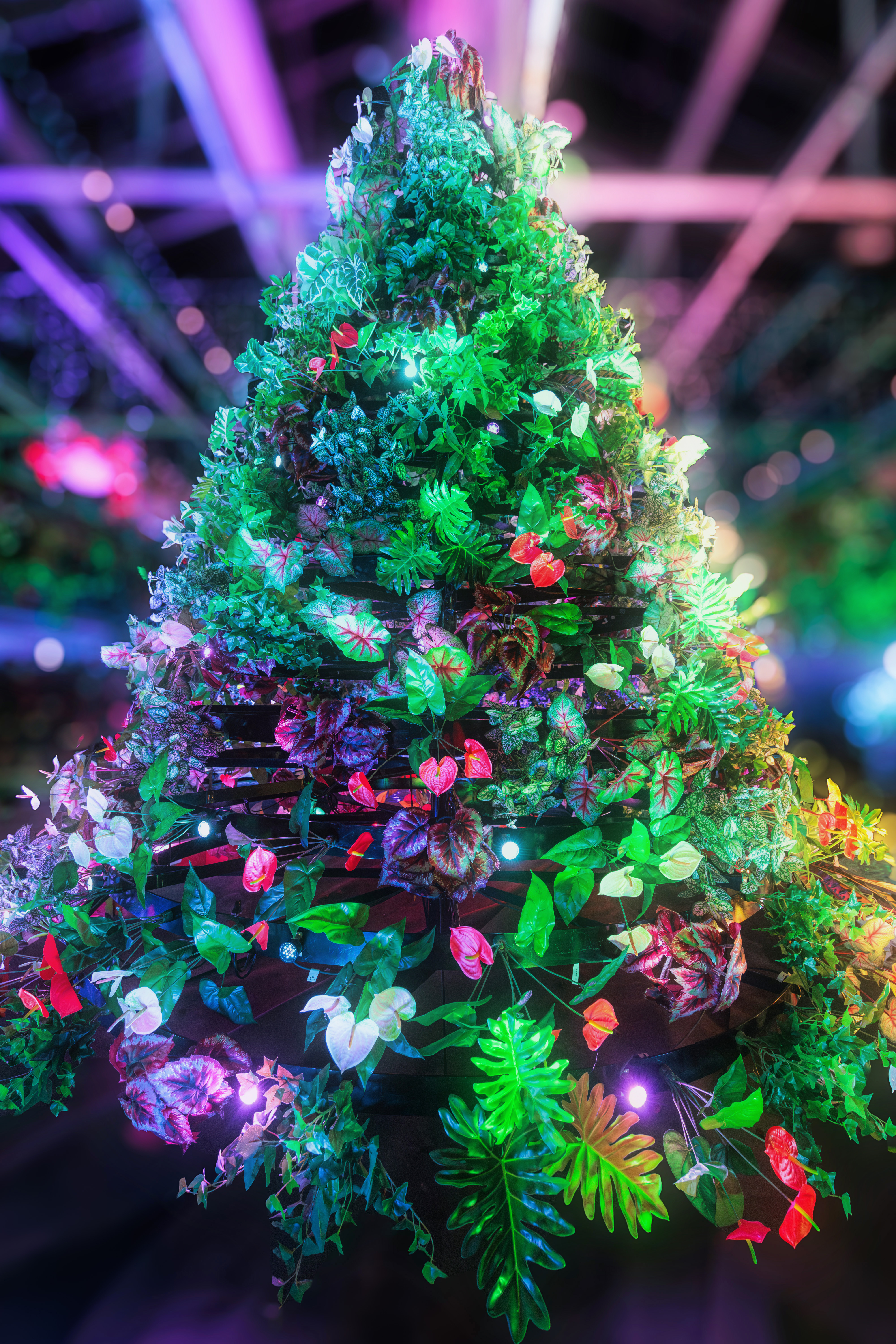 無料スマホ壁紙 📱 カラフルなクリスマスツリー | なばなの里の写真