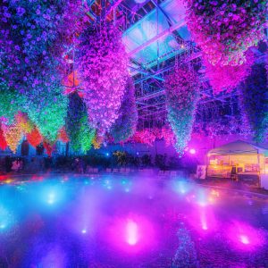 フリー写真素材「青紫のライトアップと霧に包まれる大温室」