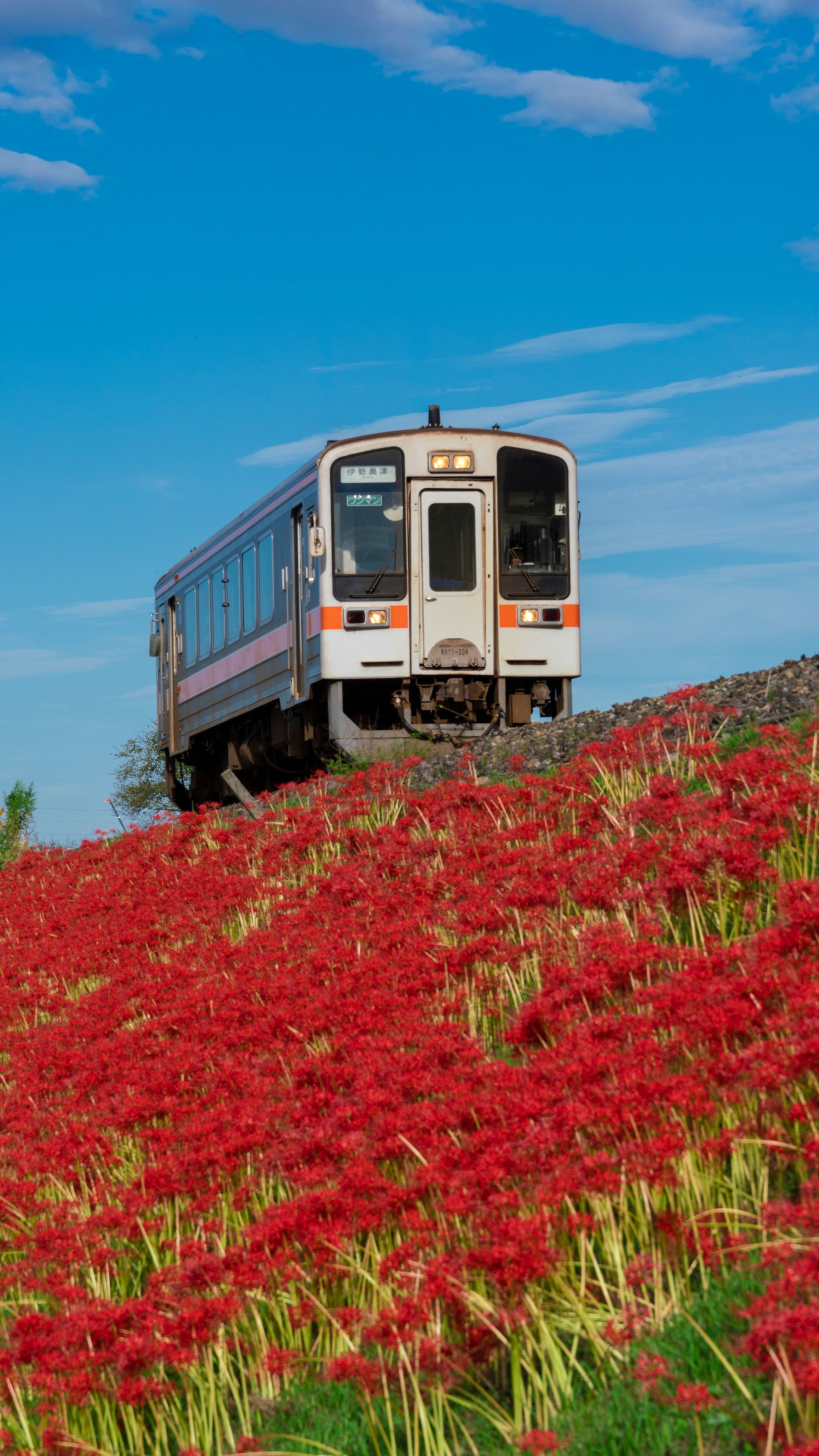 無料スマホ壁紙 青空と彼岸花と名松線。AndroidとiPhoneに対応した4K高画質の無料待ち受け画像。三重県鉄道の名松線で撮影したフリー写真素材