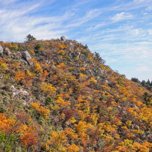 仙ヶ岳の写真「東峰の紅葉」