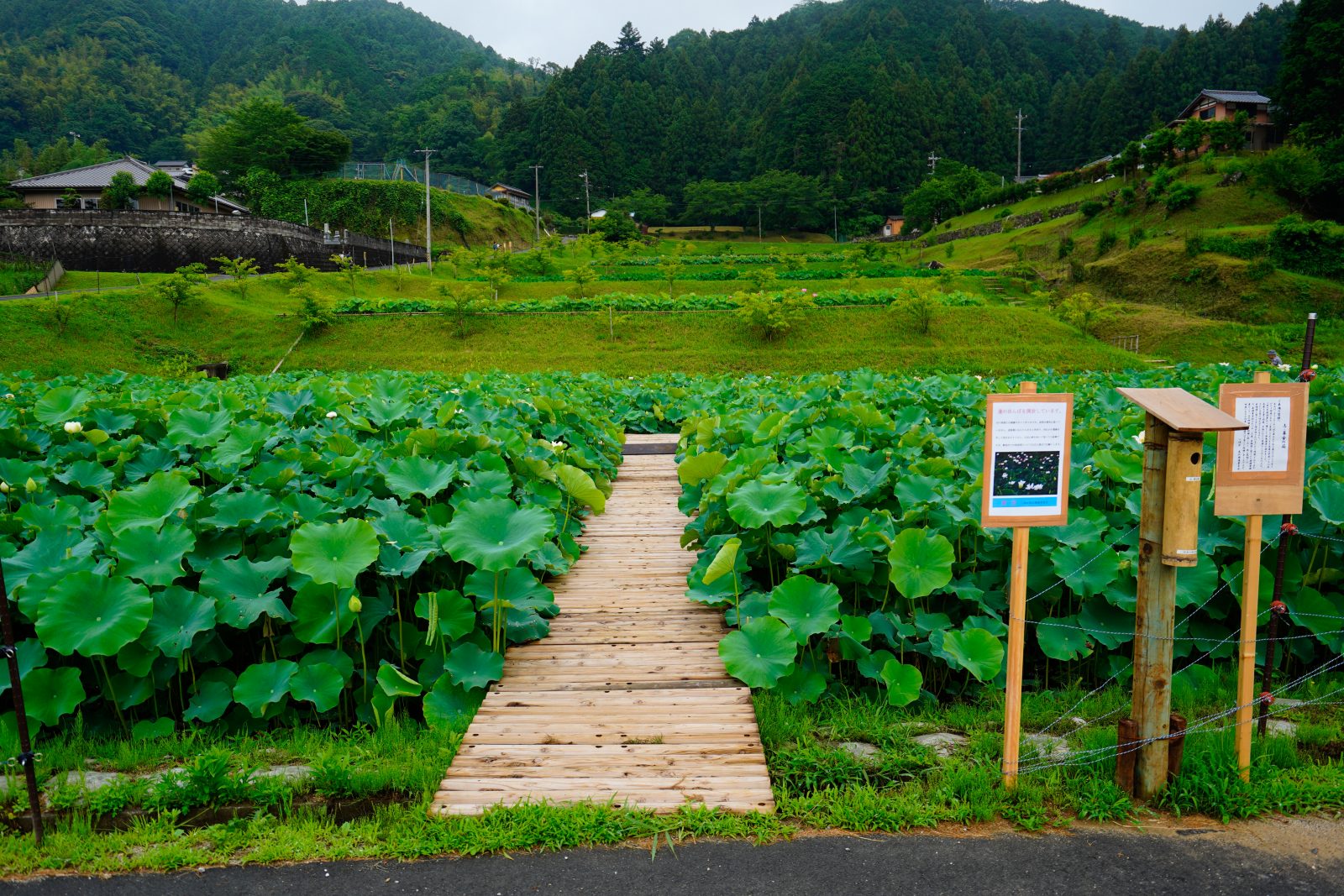 津市白山町二俣の蓮の写真「蓮畑の入口と募金箱」