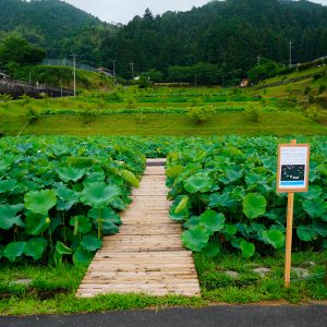 津市白山町二俣の蓮の写真「蓮畑の入口と募金箱」