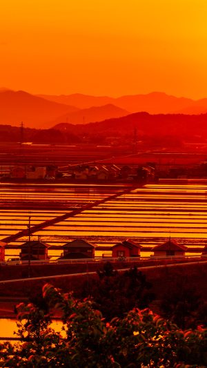 二ノ丸跡から水田をズームアップ