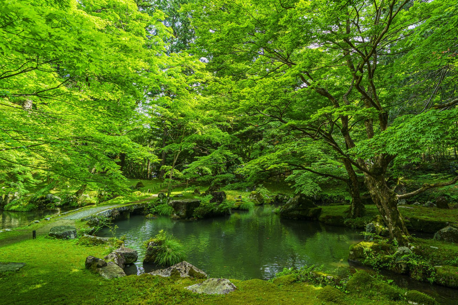 北畠神社の写真「新緑の庭園と池」