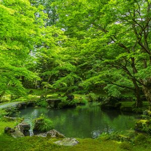 新緑の庭園と池