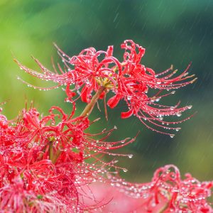 無料スマホ壁紙 雨と露の彼岸花。AndroidとiPhoneに対応した4K高画質の無料待ち受け画像。三重県亀山市の坂本の棚田で撮影したフリー写真素材