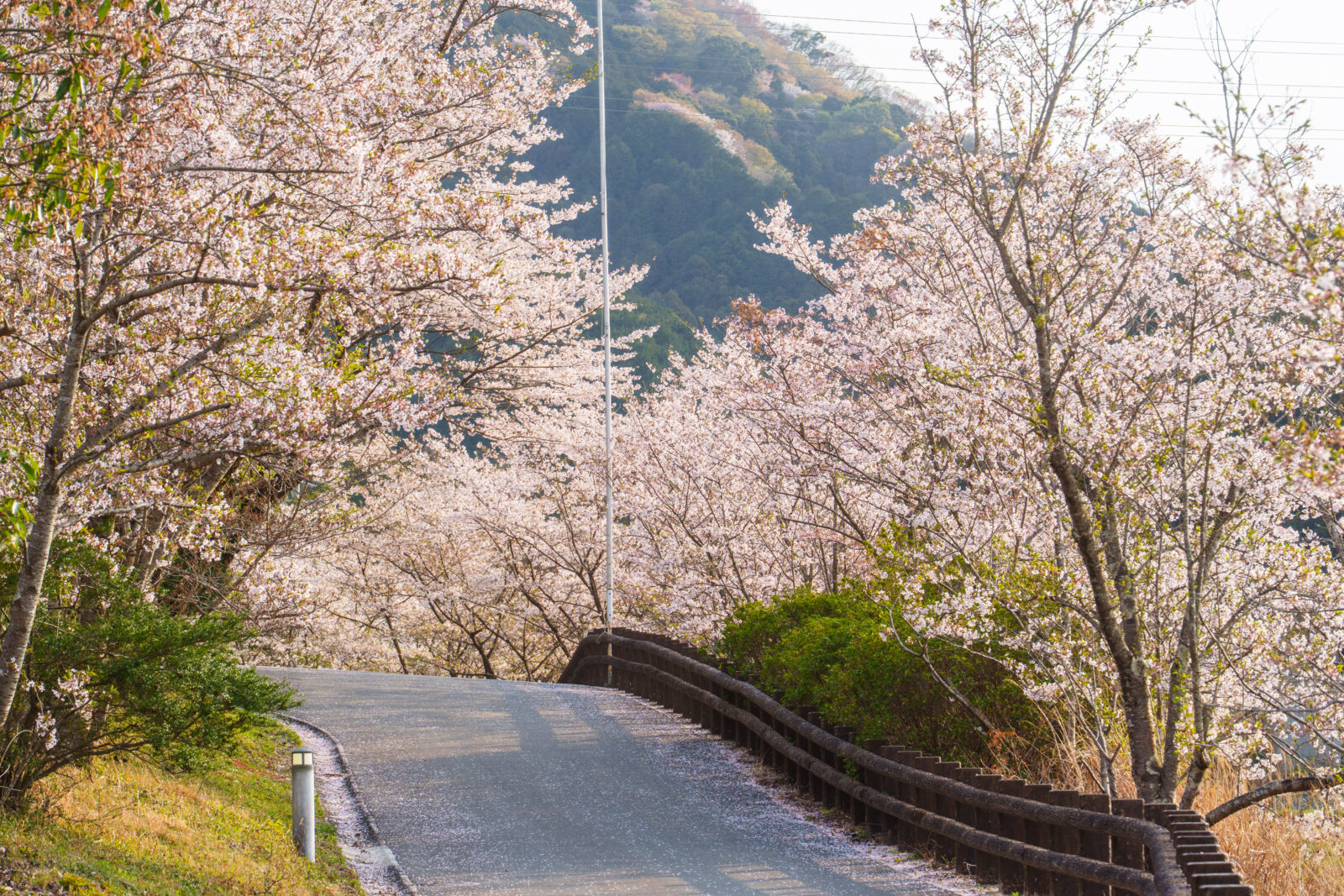 無料壁紙 桜並木の小道。PCとデスクトップ壁紙に最適な4K高画質の無料壁紙。三重県玉城町のアスピア玉城で撮影したフリー写真素材