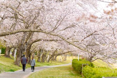 無料壁紙 満開の桜並木。PCとデスクトップ壁紙に最適な4K高画質の無料壁紙。三重県度会町の宮リバー度会パークで撮影したフリー写真素材