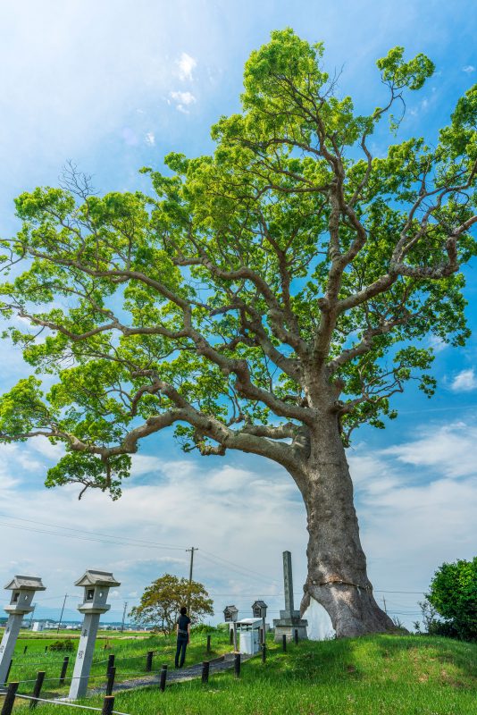 長太の大楠の写真「参道から見上げる」