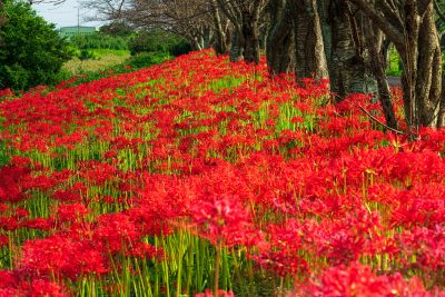 北神山花街道の写真「圧巻の彼岸花」
