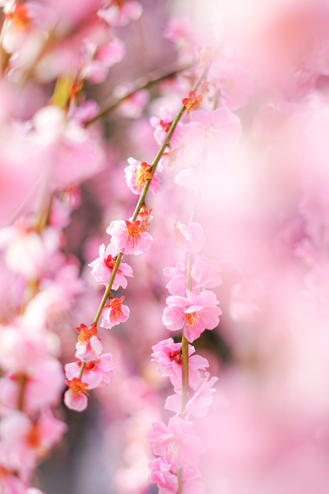 運気が上がる待ち受け シャンデリアのように輝く枝垂れ梅。AndroidとiPhoneに対応した4K高画質の無料スマホ壁紙。三重県津市の結城神社の梅苑で撮影したフリー写真素材