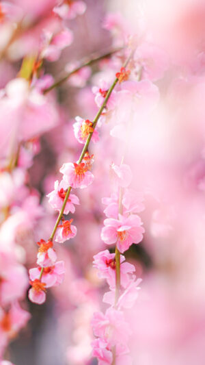 運気が上がる待ち受け シャンデリアのように輝く枝垂れ梅。AndroidとiPhoneに対応した4K高画質の無料スマホ壁紙。三重県津市の結城神社の梅苑で撮影したフリー写真素材