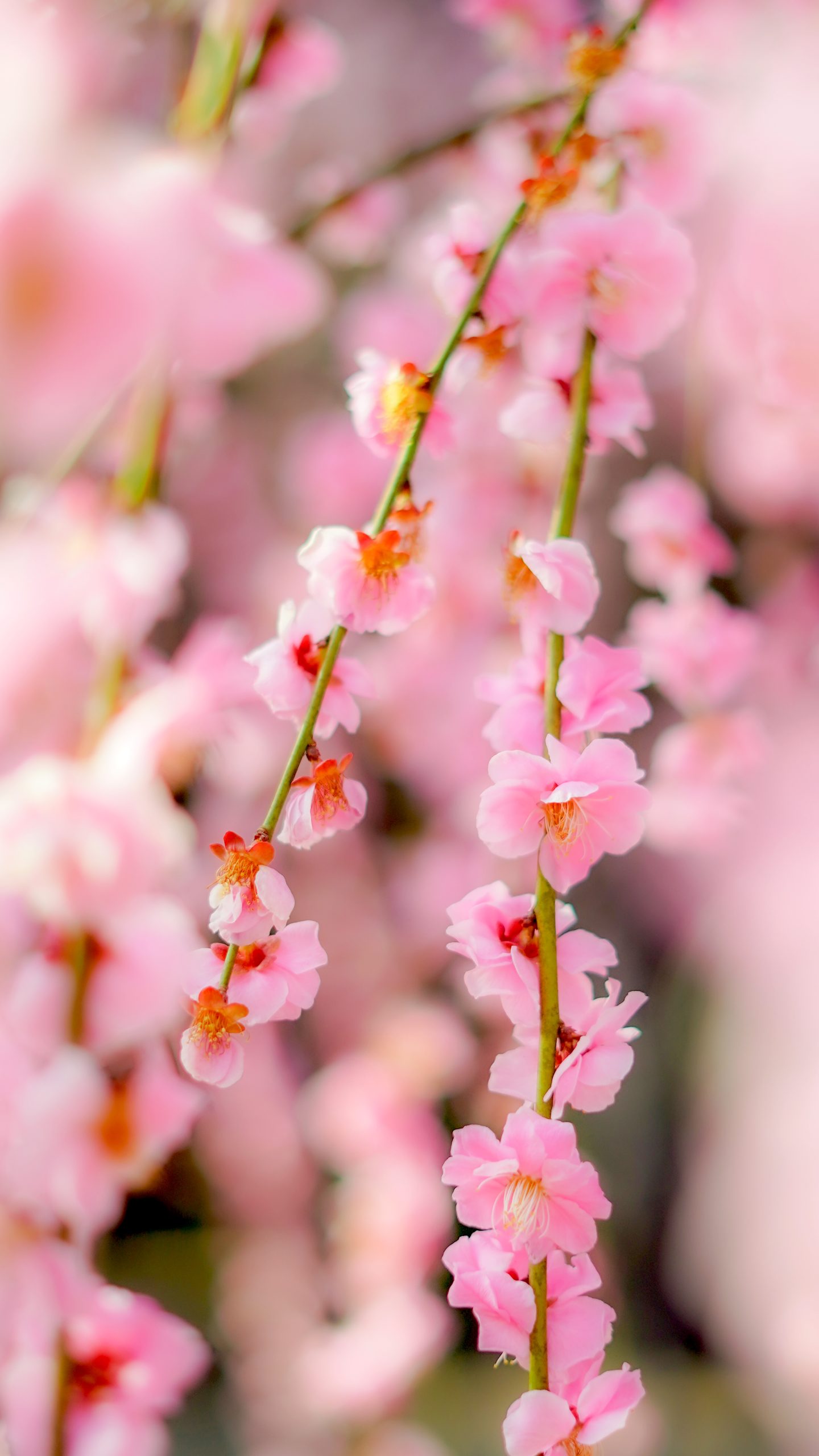 無料スマホ壁紙 しだれ梅の花びら。AndroidとiPhoneに対応した4K高画質の無料待ち受け画像。三重県津市の結城神社の梅苑で撮影したフリー写真素材