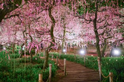 なばなの里の写真「しだれ梅のライトアップ」