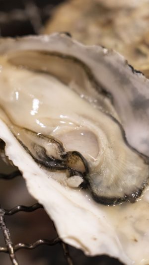 鳥羽浦村の焼かき