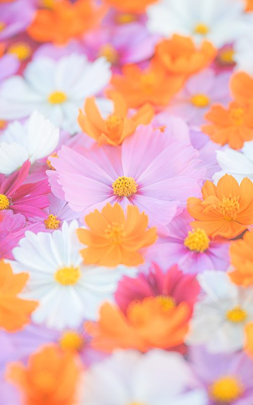 メルヘンチックなコスモス花手水