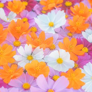 運気が上がる待ち受け カラフルなコスモス花手水。AndroidとiPhoneに対応した4K高画質の無料スマホ壁紙。三重県津市のかざはやの里で撮影したフリー写真素材