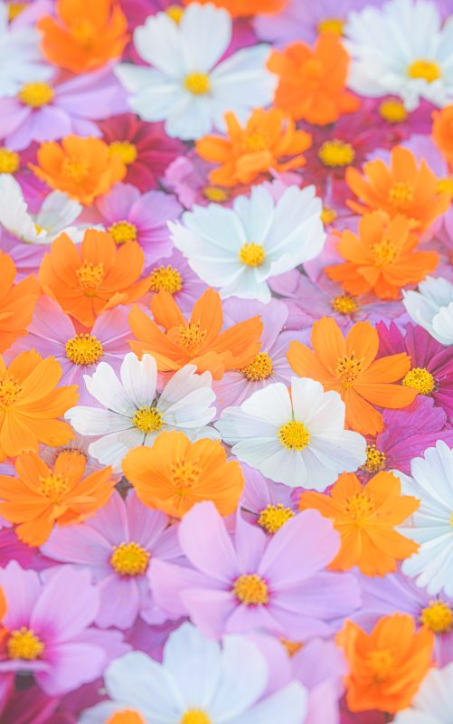 カラフルなコスモス花手水