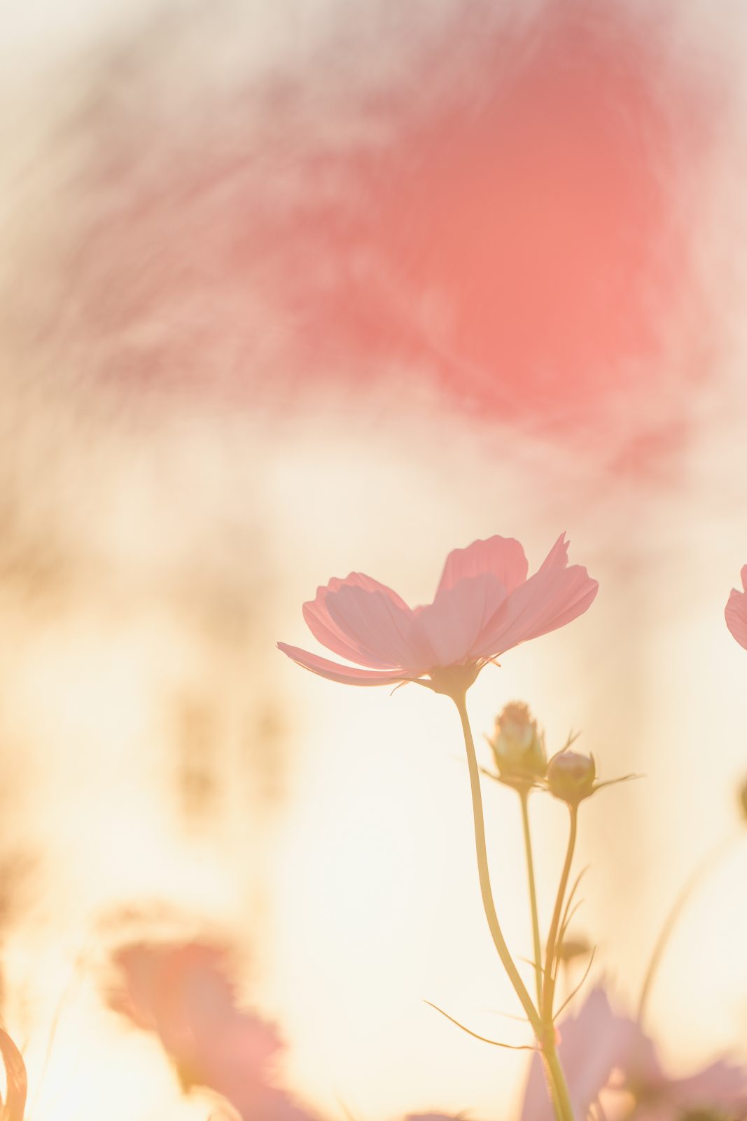 無料スマホ壁紙 黄昏に揺れるコスモス。AndroidとiPhoneに対応した4K高画質の無料待ち受け画像。三重県津市のかざはやの里で撮影したフリー写真素材