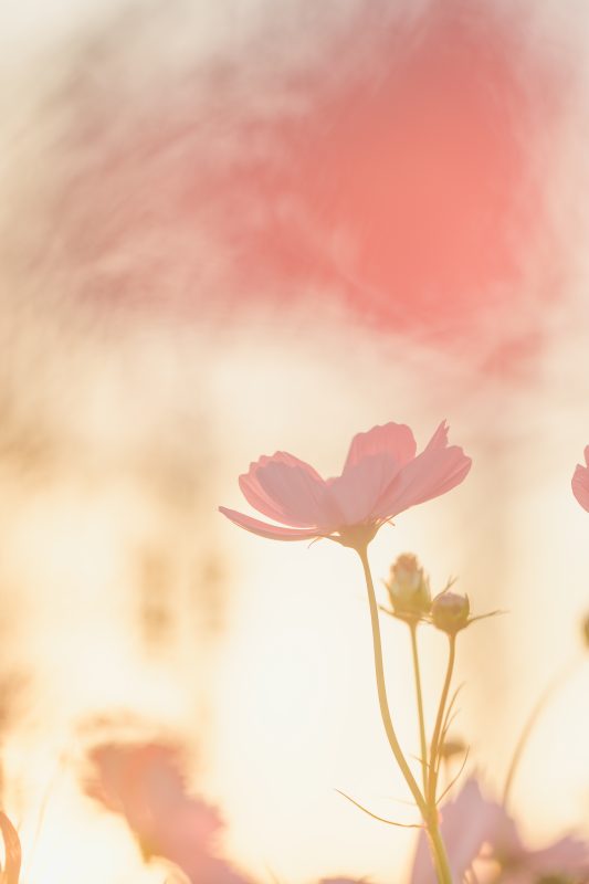 黄昏に揺れるコスモス