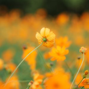 無料スマホ壁紙 キバナコスモスの裏側。AndroidとiPhoneに対応した4K高画質の無料待ち受け画像。三重県津市のかざはやの里で撮影したフリー写真素材