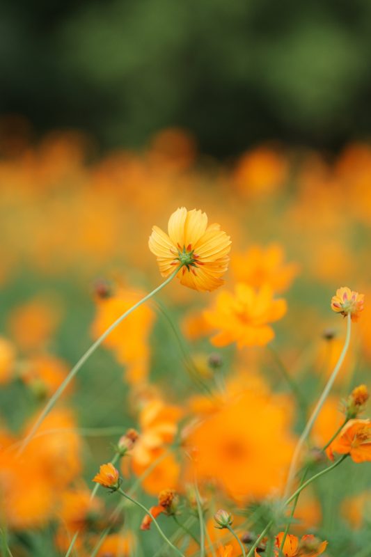 キバナコスモスの裏側