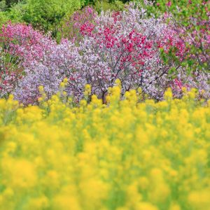 花桃と菜の花