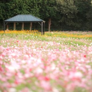 無料壁紙 紅白のコスモスとキバナコスモス。PCとデスクトップ壁紙に最適な4K高画質の無料壁紙。三重県津市のかざはやの里で撮影したフリー写真素材