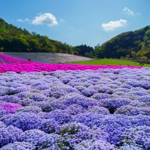 モコモコじゅーたん