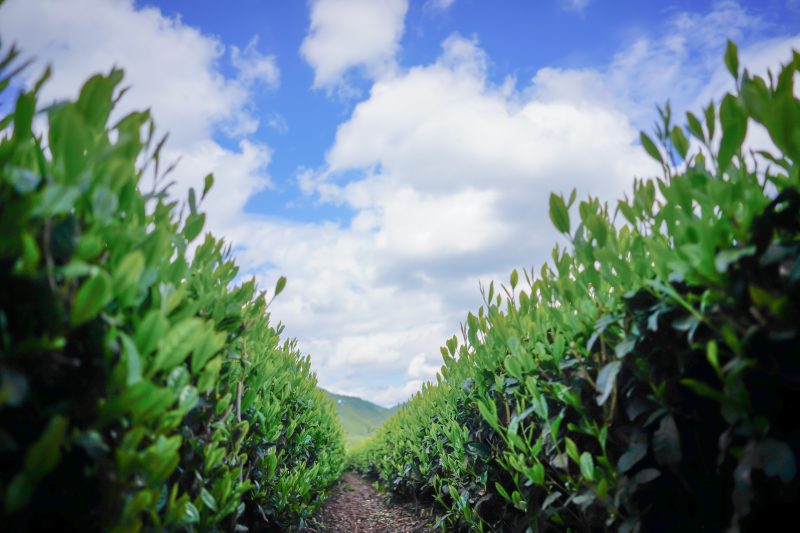 粥見の茶畑の写真「茶葉ロード」