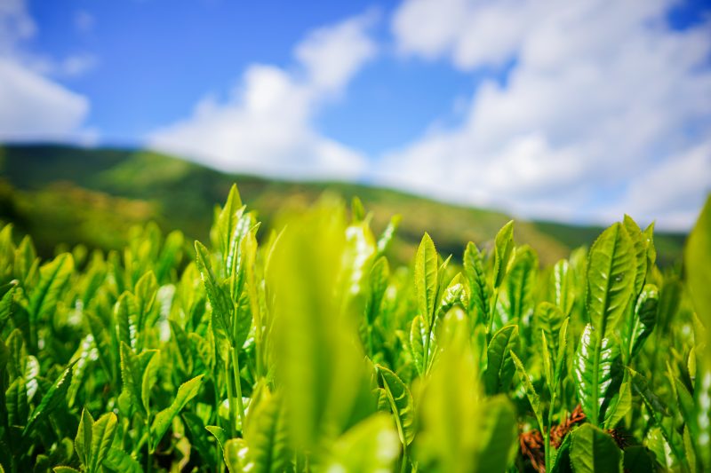 粥見の茶畑の写真「収穫前のツヤツヤな茶葉」